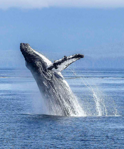 Ballena haciendo un gran salto durante la mejor época para ver ballenas en Colombia; tiene medio cuerpo fuera del agua del mar y se inclina hacia atrás para caer de espaldas
